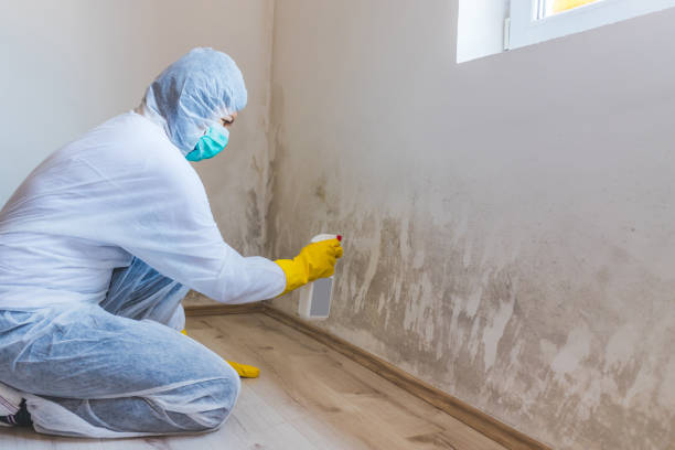 Licensed Mold Inspection And Testing service in Naples, TX - Mold Remediation HQ