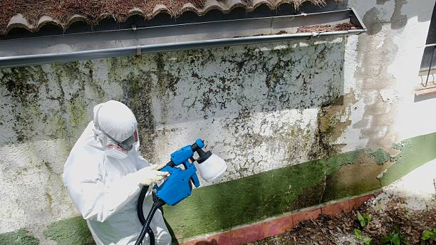 Top rated local Mold Inspection And Testing specialists in Naples, TX